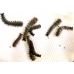 Lappet Moth quercifolia 10 larvae 